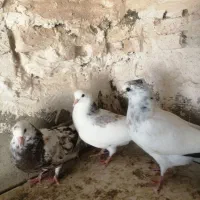 کبوتر پرشی سالار|پرنده|اصفهان, شاهزاده ابراهیم|دیوار