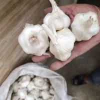 سیر|خوردنی و آشامیدنی|نهاوند, |دیوار
