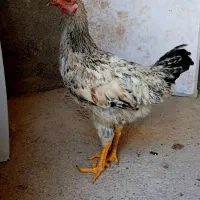 مرغ و خروس محلی
