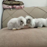 بچه خرگوش لوپ دانه دیویست|موش و خرگوش|تربت جام, شهید نصرالهی|دیوار