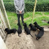 توله روتوایلر