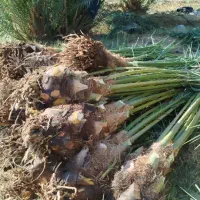 فروش نهال و پاجوش مجول مراکشی سوپر جامبو