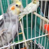 جفت عروس هلندی مولد با قفس