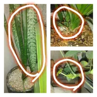 قرص کودارگانیک