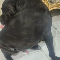 cancorso|سگ|تهران, اوقاف|دیوار