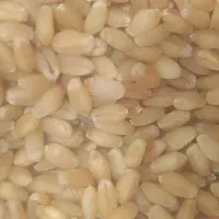 گندم بذری سروان