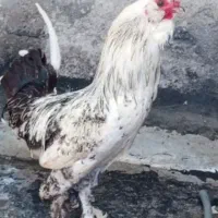 یک عدد خروس گلین خوشگل