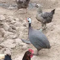 مرغ شاخدار سالم