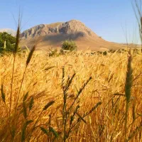 زمین کشاورزی