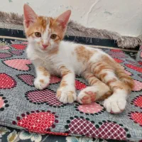 بچه گربه ناز و دوست داشتنی