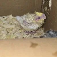 دو عدد جوجه عروس هلندی ۱۸ روزه سرلاکی