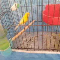 قناری فنچ عروس هلندی مرق عشق طوطی برزیلی