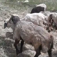 بره قوچ