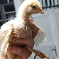 جوجه مرغ گوشتی