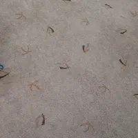 پالاز موکت