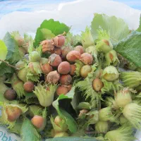 تولید نهال فندق ترکیه ای سود آور