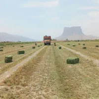 خرید فروش پرس یونجه و یونجه کوفته|عمدهفروشی|بانش, |دیوار