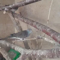 کبوتر الماسی یا چینی|پرنده|مشکین‌دشت, |دیوار