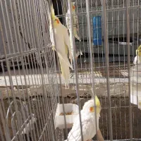 فروش عروس هلندی لوتینو|پرنده|بیضا, |دیوار