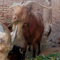 بزغالع نر سانن فروشی|حیوانات مزرعه|سده (خراسان جنوبی), |دیوار