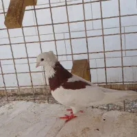 طوقی