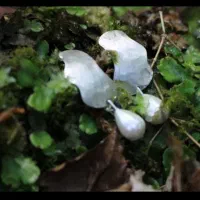 گوشواره نقره