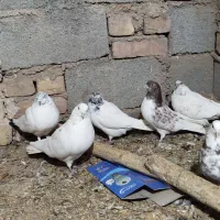 کبوتر کاشونی|پرنده|فرخشهر, |دیوار