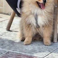 سگ پامر خرسی نر پرتغالی