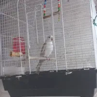 طوطی عروس آلبینو