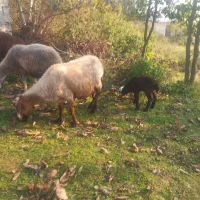 گوسفند داشتی با بره نر|حیوانات مزرعه|شیرگاه, |دیوار