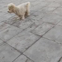 سگ .|سگ|رفسنجان, |دیوار