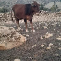 شمار تماس|حیوانات مزرعه|مسجد سلیمان, |دیوار