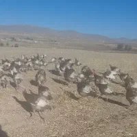 بوقلمون|حیوانات مزرعه|ماهیدشت, |دیوار