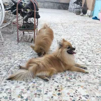 سگ پامر فروشی