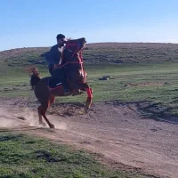 نریان سواری دار بجنگ