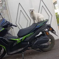 موتور 150 طرح آیروکس شرکت کویر