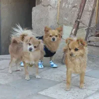 دو توله پامر