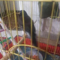 مرغ مینا نر سخنگو