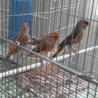 بنام خدا فروش چند عدد قناری سوخته اکات موزائیکی|پرنده|اصفهان, مولوی|دیوار