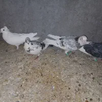 کفتر