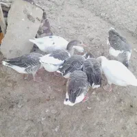 فروش غاز سالم و چاق ۸ عدد