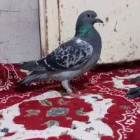 کبوتر مسافتی