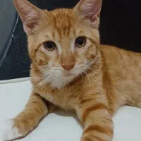 گربه نرشش ماه