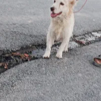 سه عدد سگ پاکوتاه|سگ|داراب, |دیوار