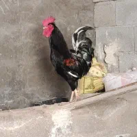 خروس سیاه چهل تاج