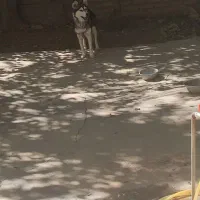 سگ هاسکی خوشکل