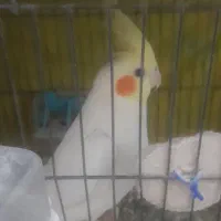 عروس هلندی نر معاوضه با ماده