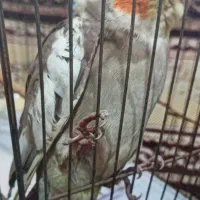 عروس‌ هلندی‌ معاوضه