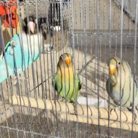 طوطی برزیلی