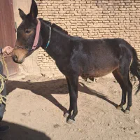 قاطر قودو و باری|حیوانات مزرعه|لاران, |دیوار